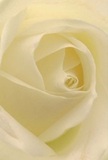 This image immerses you in the soft embrace of a Clerkenwell white rose, its layered petals swirling above an understated spiral. Every curl is illuminated by diffused city light-gentle and golden, reminiscent of early afternoons near Smithfield Market. Shadows slip between the creamy folds, adding subtle depth and an almost meditative calm to the composition. With each petal appearing both ethereal and strong, this rose becomes a symbol of reflection, admiration, or quiet sympathy-fitting for the thoughtful gestures exchanged in Clerkenwell's creative, close-knit neighbourhood. Its tactile appeal suggests cool silk and the fresh promise of new beginnings. The arrangement's natural artistry feels deeply connected to local tradition, every detail reflecting the care and insight of Clerkenwell florists dedicated to making each floral moment unforgettable.